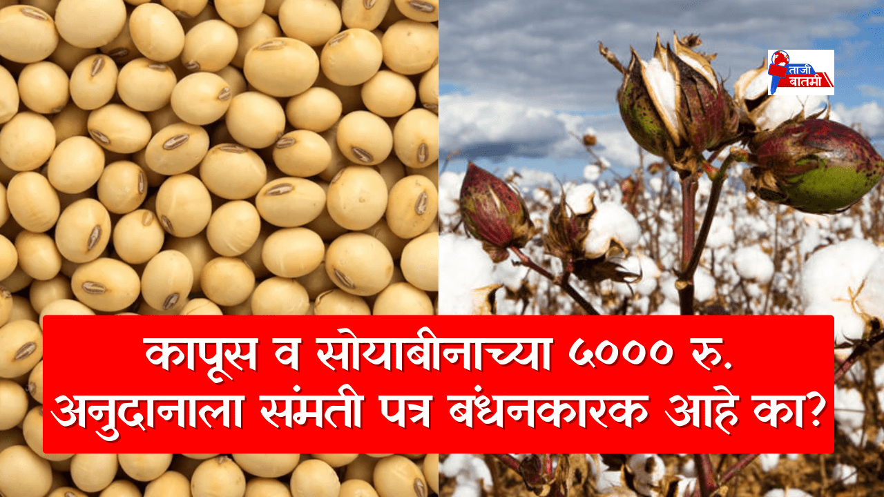 Declaration letter for cotton and soybean subsidies