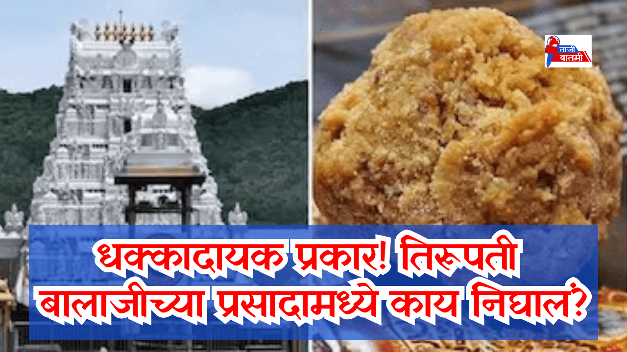 Tirupati ladoo animal oil